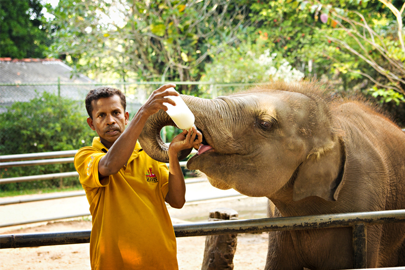 DAY 04 - COLOMBO | PINNAWALA | SIGIRIYA (APPROX TRAVEL TIME 4 HRS) 