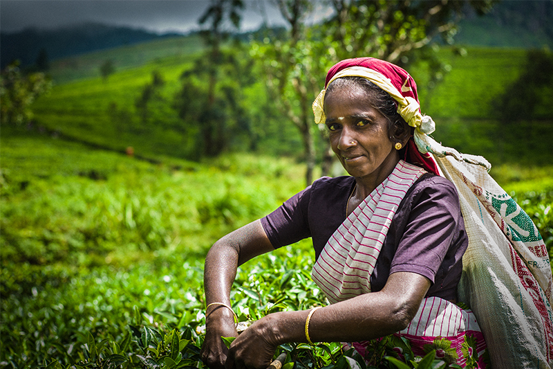 DAY 05 - MOUNT LAVINIA | PINNAWALA | KANDY  (APPROX. TRAVEL TIME 4 HRS) 