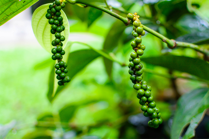 DAY 06 - SIGIRIYA | SPICE GARDEN | KANDY 