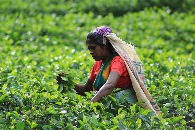 DAY 08 - KANDY | TEA FACTORY | MOUNT LAVINIA (APPROX. TRAVEL TIME 4 HRS)