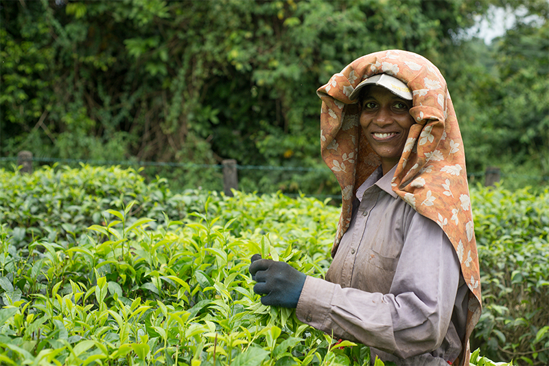 DAY 09 - KANDY | TEA FACTORY | HIKKADUWA 