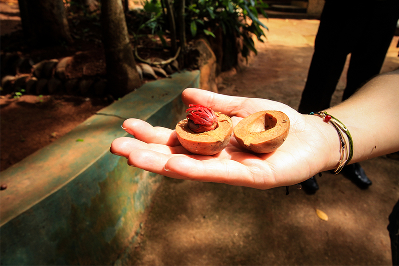 DAY 05 - SIGIRIYA | MATALE | KANDY (APPROX.TRAVEL TIME 2.5 HRS)