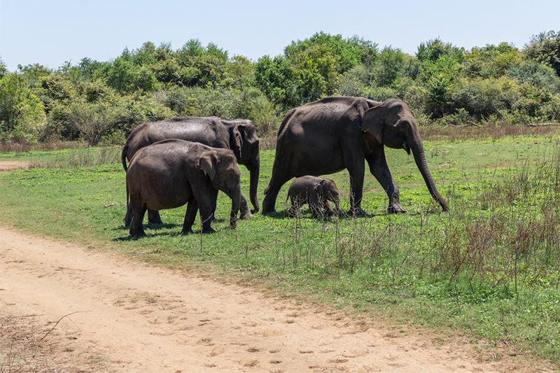 Day 06 - TANGALLE | UDAWALAWE EXCURSION | TANGALLA (APPROX.TRAVEL TIME 1.5 HRS)