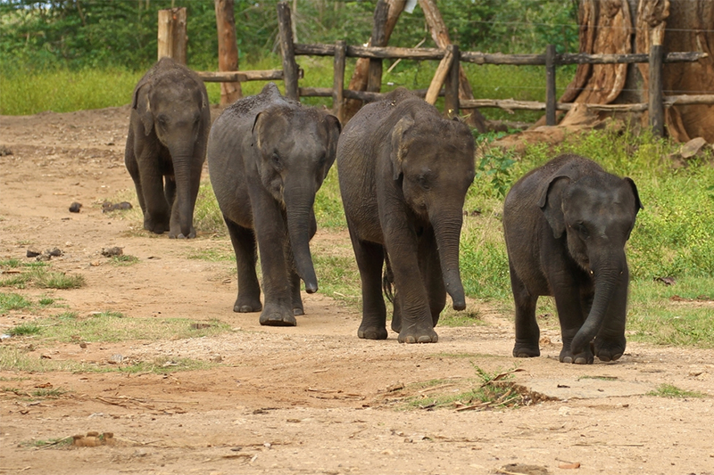 DAY 09 - ELEPHANT TRANSIT CENTER | GALLE  (APPROX TRAVEL TIME 2 HRS & 15 MIN)