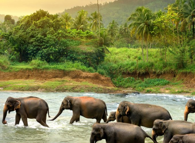 Sri Lanka Holidays | Sri Lanka Travel Agent | Sri Lanka Hotels