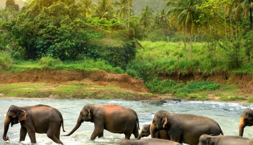 Sri Lanka Holidays | Sri Lanka Travel Agent | Sri Lanka Hotels