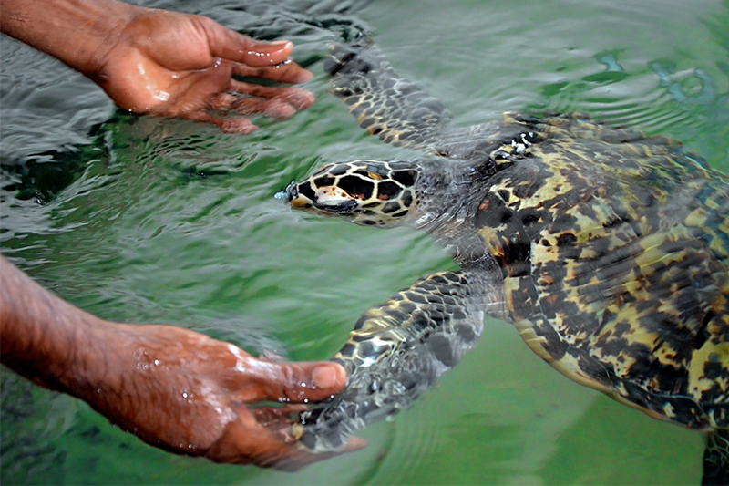 DAY 10 - MADU RIVER | TURTLES IN KOSGODA | SEA BATH IN HIKKADUWA | TSUNAMI PHOTO MUSEUM (FULL DAY ACTIVITY)