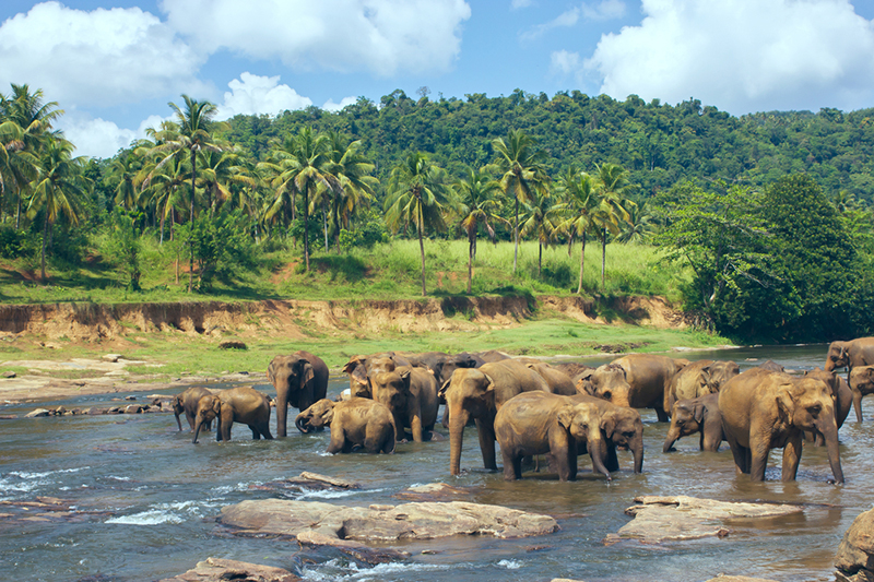 DAY 03 - DAY EXCURSION - PINNAWALA ELEPHANT ORPHNAGE | KANDY