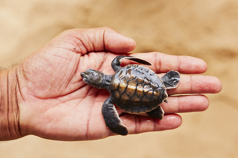 Day 03 - LUNU GANGA GARDEN TOUR | TURTLE HATCHERY AND  MADU RIVER