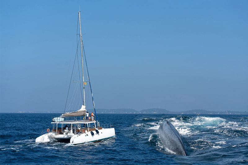 Day 09 - WHALE WATCHING IN MIRISSA 